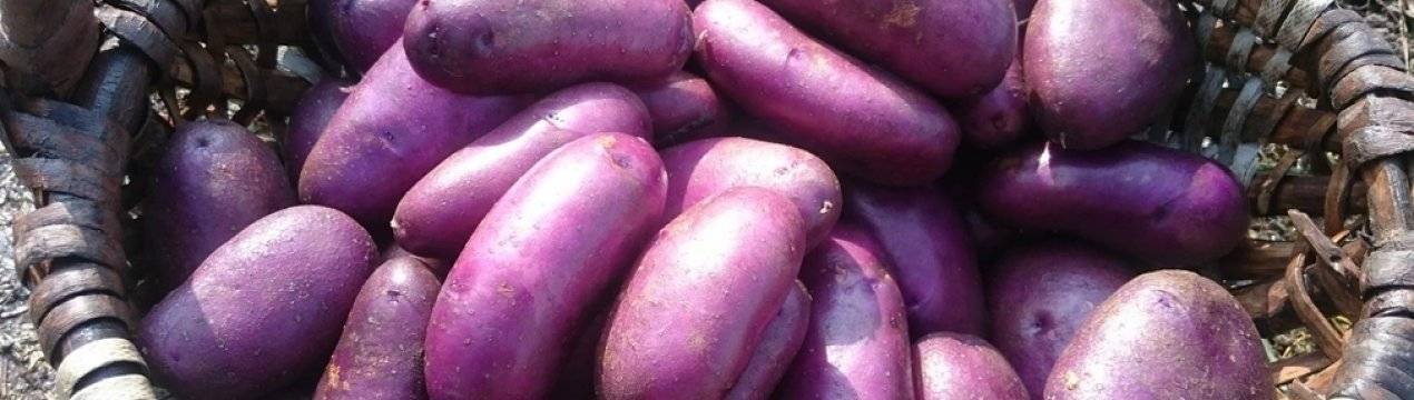 Картошка сорта банба (banba) — технология выращивания
