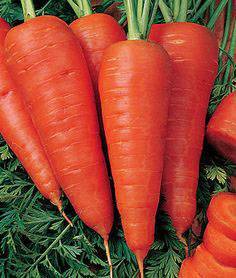 Сорта моркови для сибири - огород