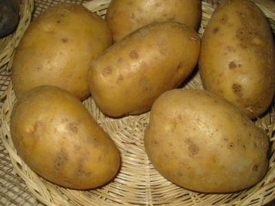 Среднеспелый сорт картофеля наяда — описание корнеплода