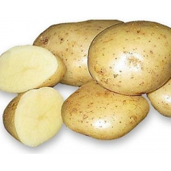 Картофель удача: характеристика сорта - подробная информация!