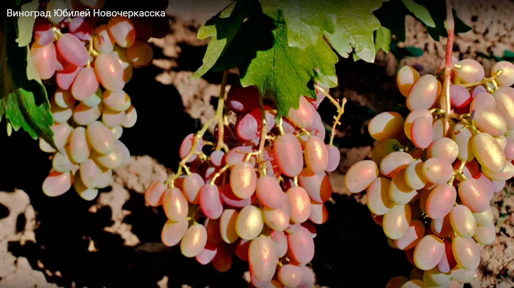 Описание морозостойких и урожайных сортов винограда для подмосковья