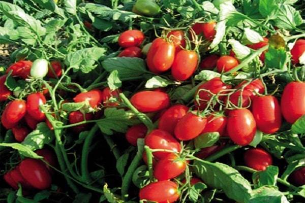 Выращивание томата бобкат