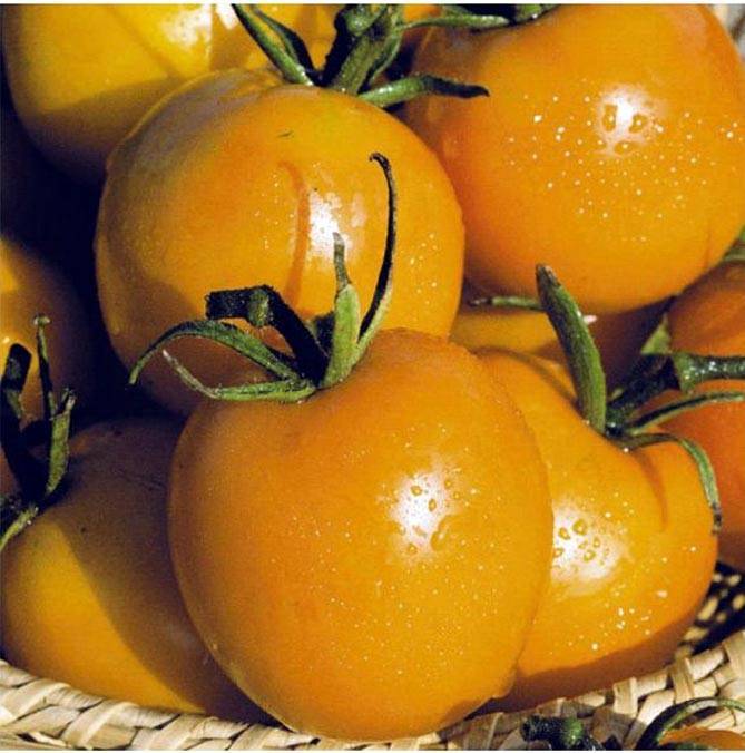 Де барао — томаты универсального применения, отличия разновидностей сорта