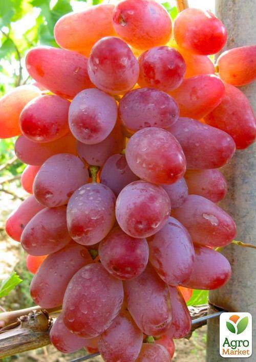 Виноград водограй: описание и уход за сортом