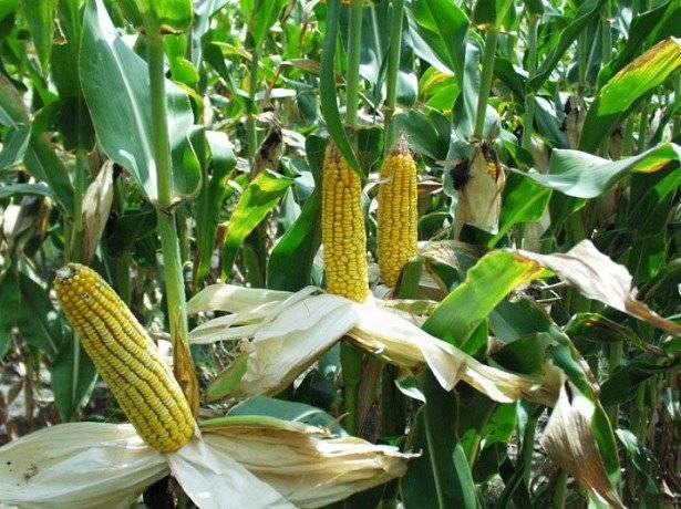 Возделывание кукурузы на силос и зерно