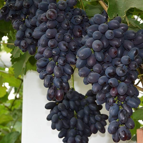 Виноград краса севера — рассказываем суть