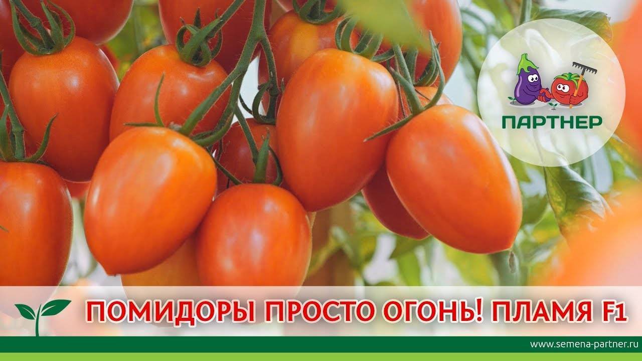 Сорт томата «премиум f1»: описание, характеристика, посев на рассаду, подкормка, урожайность, фото, видео и самые распространенные болезни томатов