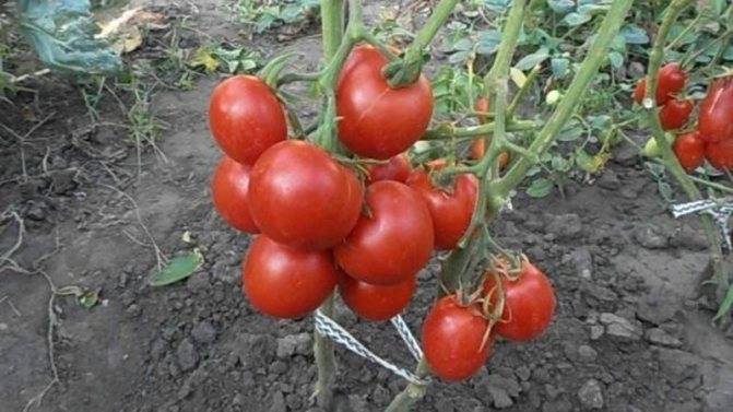 Томат "толстушка": описание сорта, характеристики плодов-помидоров, рекомендации по выращиванию и фото