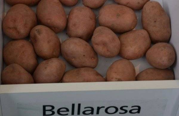 Сорт картофеля киви: характеристика, описание, фото, происхождение и особенности