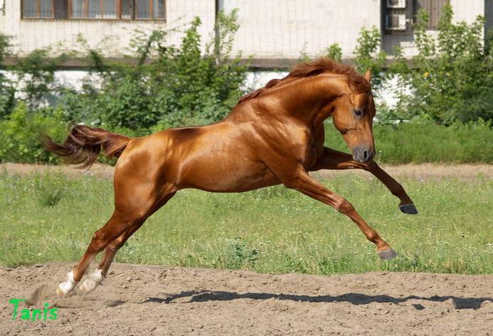 Буденновская порода лошадей: особенности и характеристика