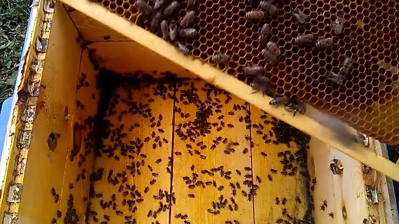 Как ухаживать за пчелами: советы начинающим пчеловодам
