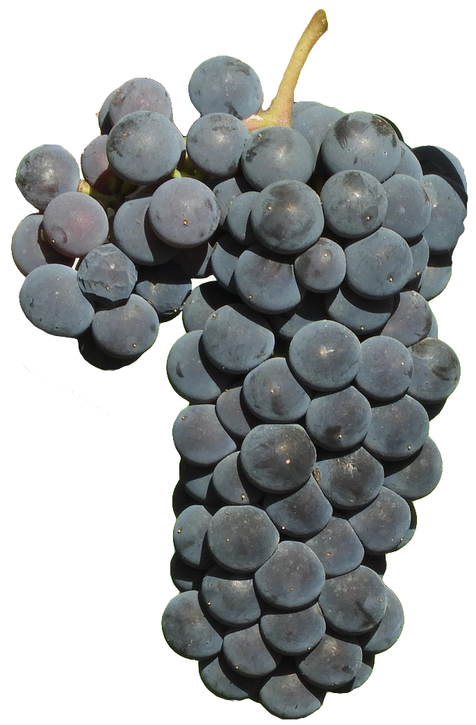 Виноград изабелла: описание сорта и рекомендации по выращиванию