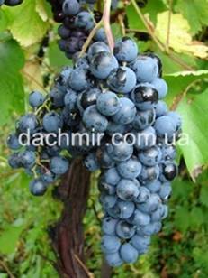 Устойчивый к морозам виноград «изабелла»: описание сорта, посадка и уход, фото