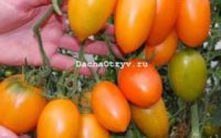Сорт с фруктовым вкусом — томат южный загар: описание помидоров и советы по выращиванию
