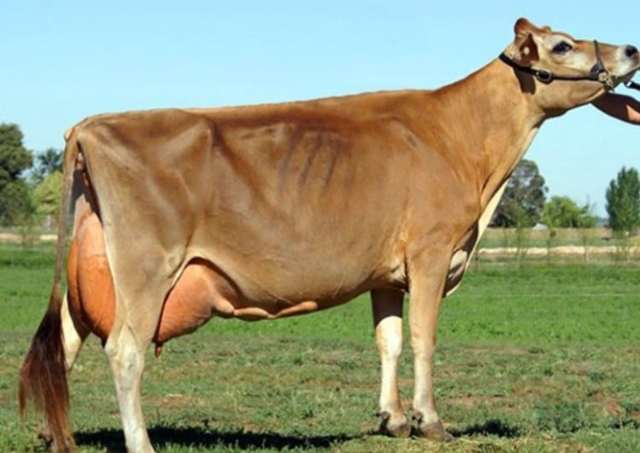 Холмогорская порода коров: описание, уход и кормление