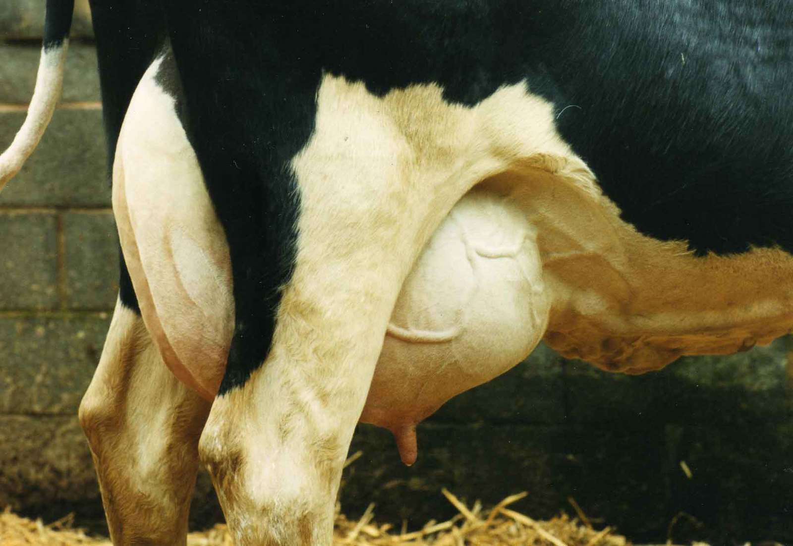 Почему теленок или корова потеет: причины, лечение