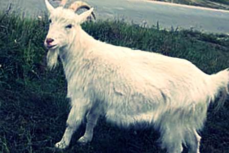 Породы коз: разведение, содержание и уход самых распространенных пород. отличительные особенности и советы по выбору козы (100 фото и видео)