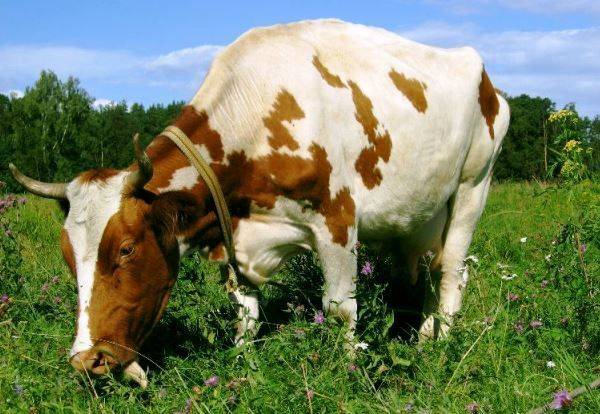 Варианты лечения конъюнктивита у коров