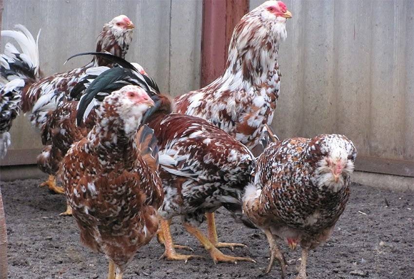 Орловские куры (30 фото): описание «ситцевой» породы, особенности выращивания цыплят, правила содержания кур, отзывы