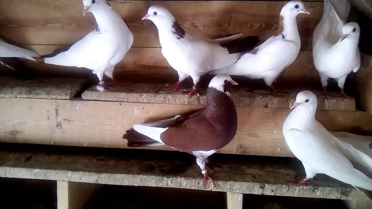 Бакинские бойные голуби: описание породы и особенности разведения