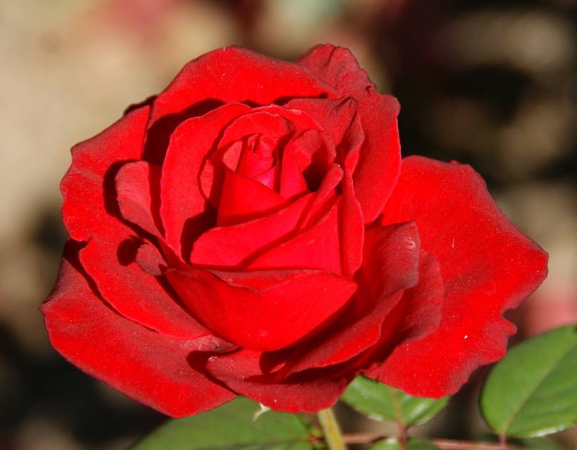 Роза «гранд гала»: правила посадки, обрезки и выращивания