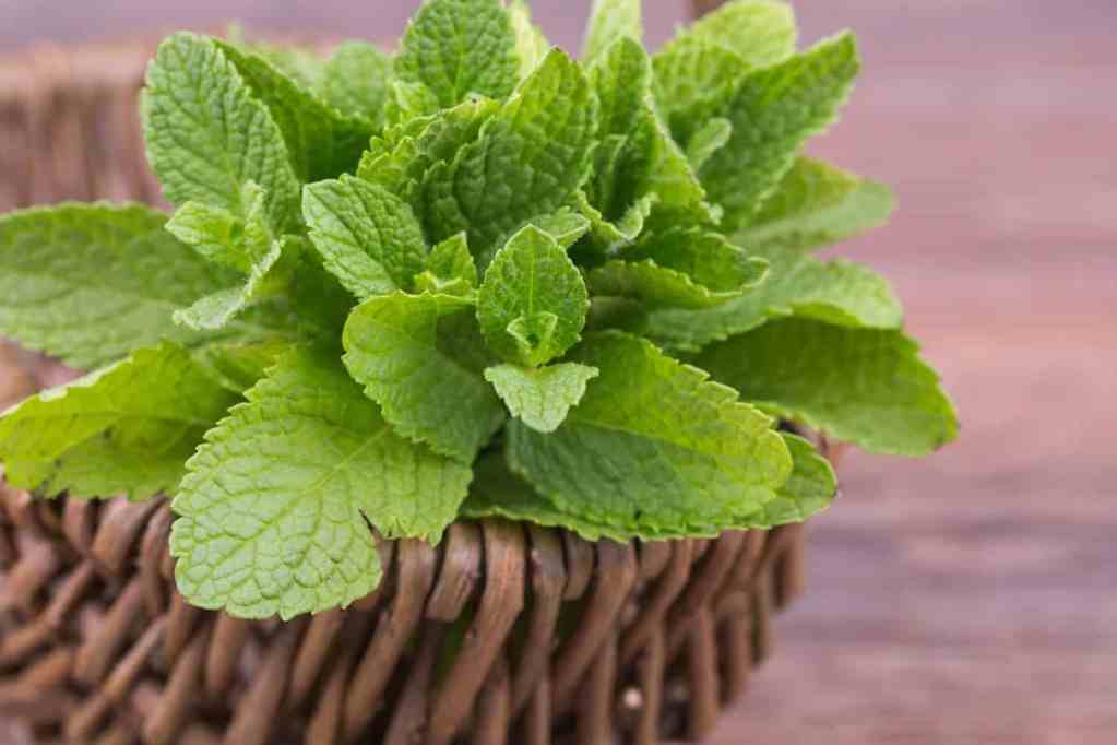 Как заготовить и правильно сохранить на зиму листья смородины для чая