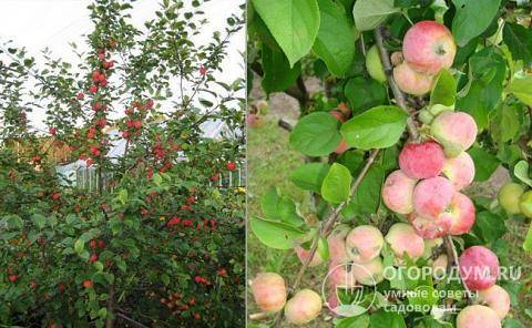 Обзор лучших сортов осенней яблони анис