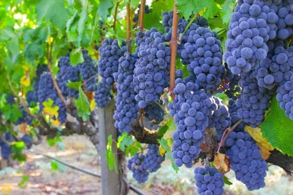 Виноград для северных регионов: описание и характеристика сорта таежный