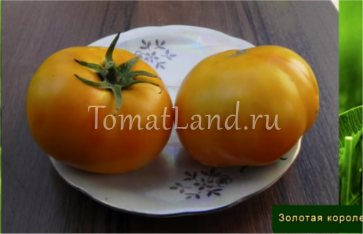 Помидорная экзотика — томат «апельсин» описание сорта, характеристика, урожайность, фото