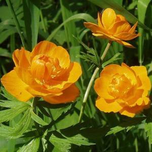 Все о выращивании купальницы: оранжевые, белые, желтые виды садовых цветков