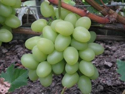 Виноград надежда аксайская – изысканный вкус и высокий урожай при минимальном уходе