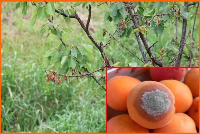 Почему не плодоносит абрикос: основные причины и методы борьбы с проблемой