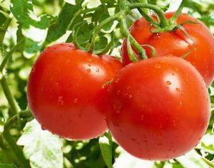 Описание и характеристика сорта томатов Рапунцель