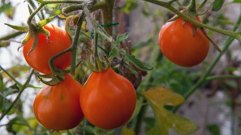 Томат "трюфель красный": описание и характеристики сорта, фото помидоров