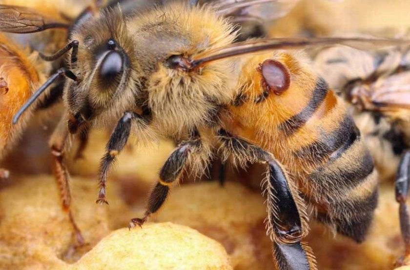 Почему слетели пчелы из улья осенью