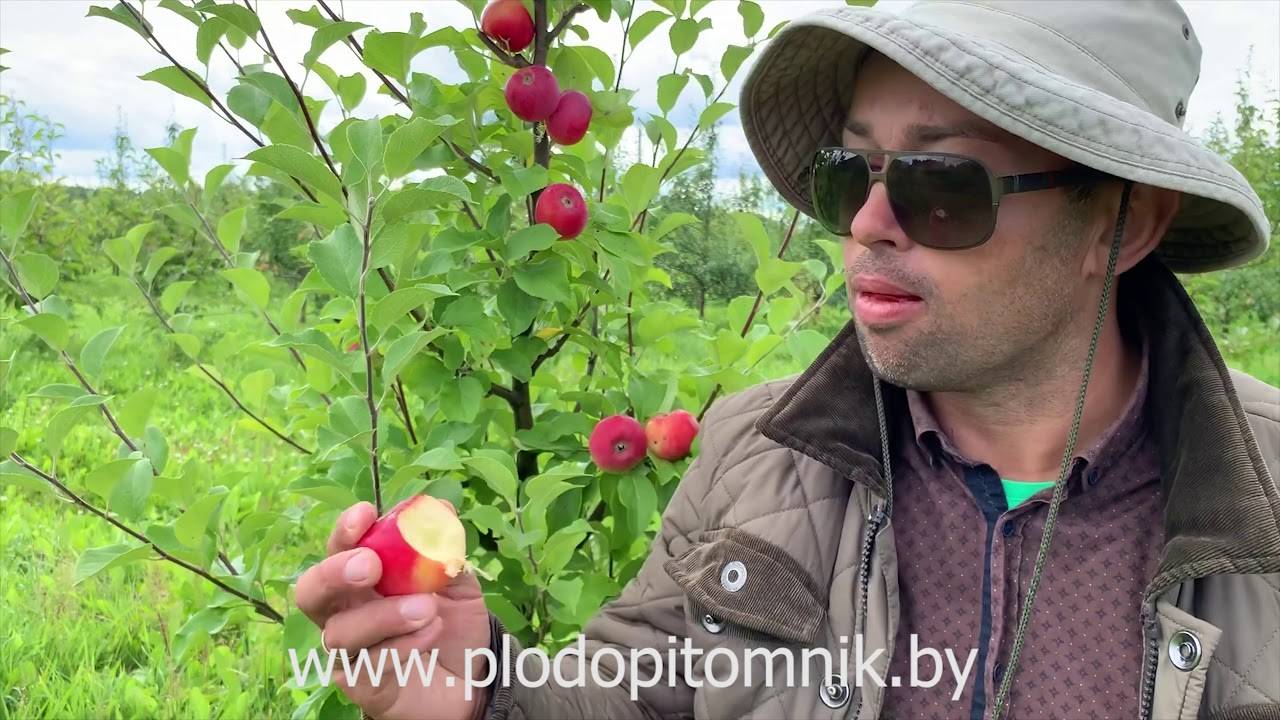Яблоня «серебряное копытце»: описание сорта, посадка и уход + фото и отзывы
