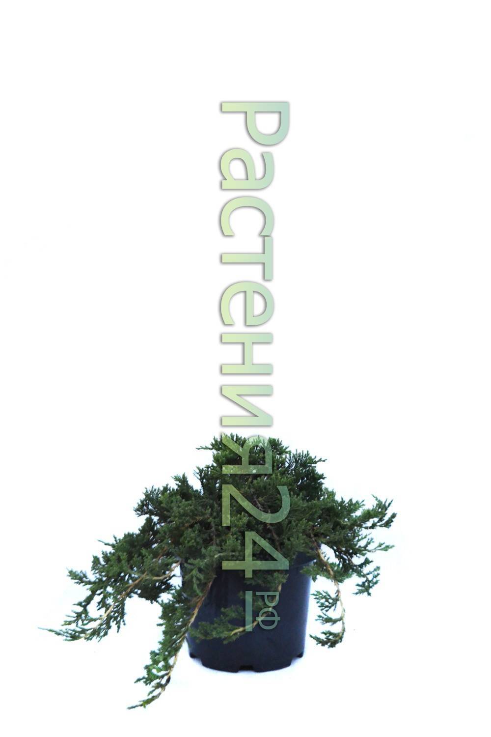 Можжевельник средний кинг оф спринг (juniperus pfitzeriana king of spring)