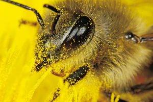 Перга пчелиная: лечебные свойства, как принимать и хранить