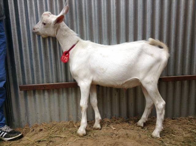 Зааненская порода коз : описание и характеристики, особенности содержания, фото и видео