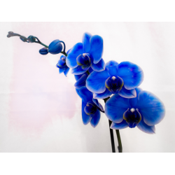 Можно ли вырастить хризантемы синего цвета