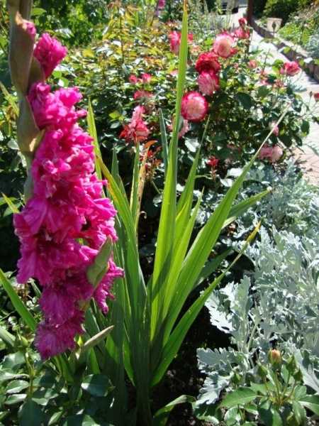Гладиолусы (90 фото): как выглядят луковицы шпажника? как его размножить? цветы, похожие на гладиолус, красивые композиции в саду