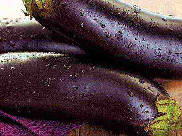 Лучшие сорта баклажанов - 15 самых крупных, вкусных, урожайных для теплицы и открытого грунта