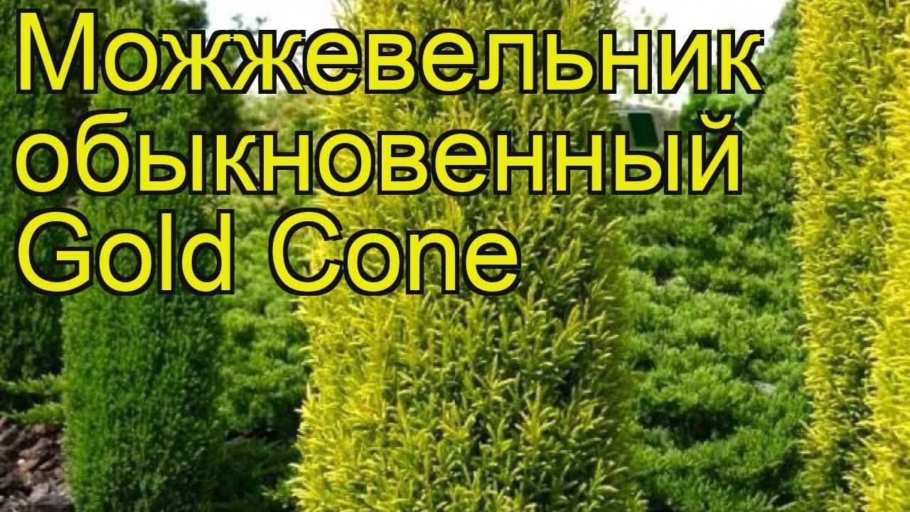 Можжевельник обыкновенный голд кон (juniperus communis gold cone)