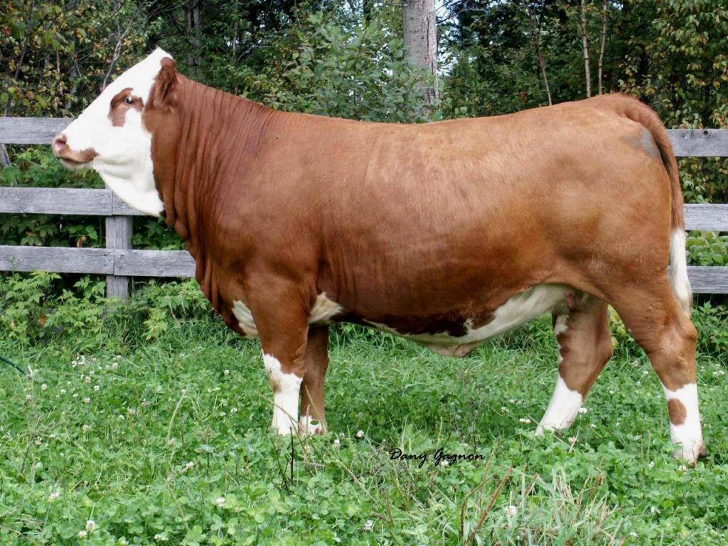 Достоинства и недостатки красногорбатовской породы коров