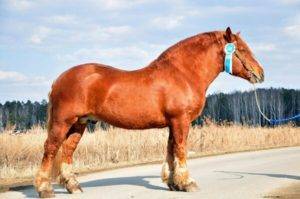 Описание породы русский тяжеловоз и содержание лошадей