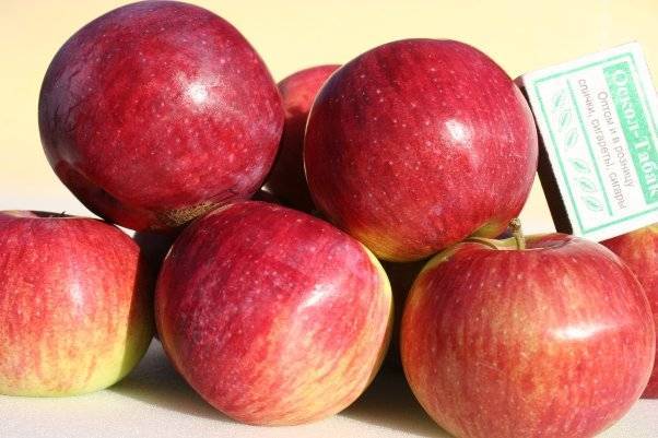 Сорт яблони россошанское полосатое: описание сорта, особенности выращивания