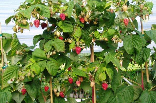 Малина крепыш: преимущества и особенности выращивания малинового дерева