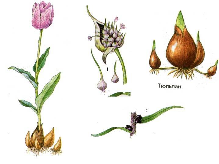 Как размножаются тюльпаны. размножение тюльпанов луковицами