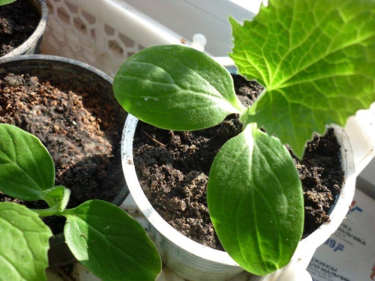 Рассада огурцов: выращивание в домашних условиях, как ее вырастить здоровой и крепкой пошагово с фото