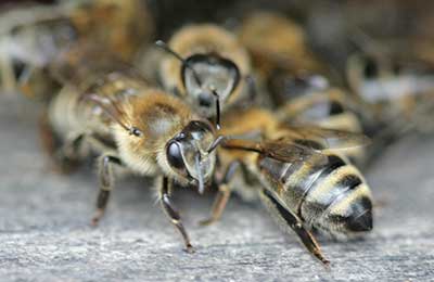 Апимакс и маврик для лечения пчел: инструкция по применению